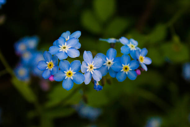 Blue Forget-Me-Not Flowers stock photo