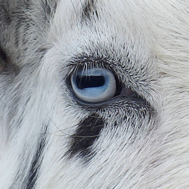 Image result for goat eye