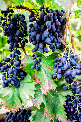 Blue grapes in a vineyard close up. Ripe red wine grapes\