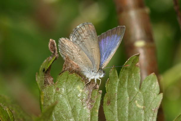 Blue Grass Butterfly (Zizina labradus) stock photo