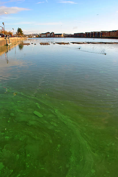 blue green algae A photo of preston docks with ble green algae in the water green algae stock pictures, royalty-free photos & images