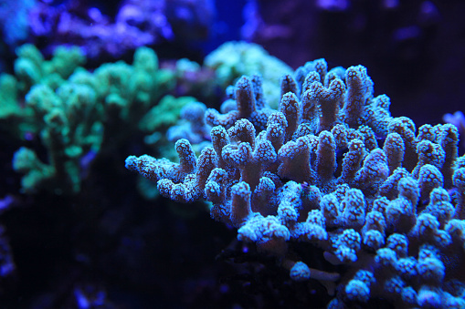 Blue hard coral on reef