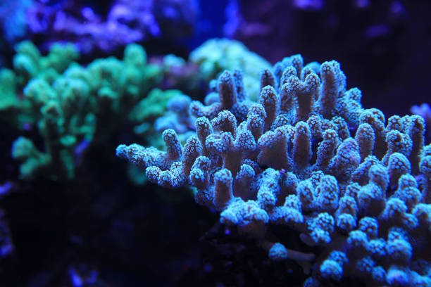 Blue hard coral on reef stock photo