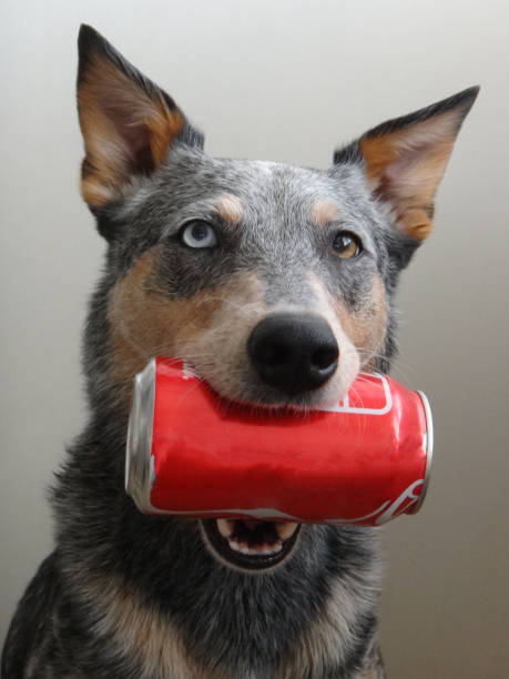 Blue Heeler Mix Dog holding Soda Can stock photo