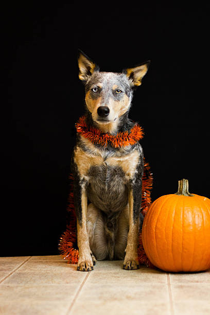 Blue Heeler Mix dog next to pumpkin stock photo