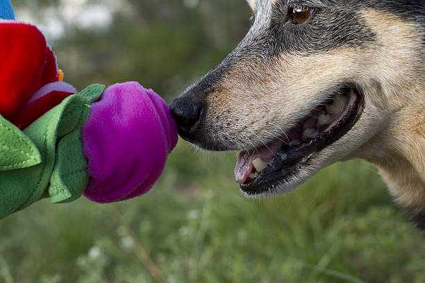 Blue Heeler sniffing flowers stock photo