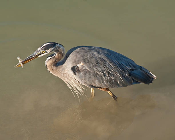 Blue Heron Catching a Fish in the River The Great Blue Heron (Ardea herodias) is a large wading bird common near open water and wetlands in North America, Central America, the Caribbean and the Galápagos Islands. It is the largest of the heron family native to North America. Blue herons are distinguished by slate-blue colored flight feathers, long legs and a long neck which is curved in flight. The face and head are white with black stripes. The long-pointed bill is a dull yellow. The great blue heron is found throughout most of North America from Alaska through Florida, Mexico, the Caribbean and South America. East of the Rocky Mountains herons are migratory and winter in the coastal areas of the Southern United States, Central America, or northern South America. Great blue herons thrive in almost any wetland habitat and rarely venture far from the water. The blue heron spends most of its waking hours hunting for food. The primary food in their diet is small fish. It is also known to feed opportunistically on other small prey such as shrimp, crabs, aquatic insects, rodents, small mammals, amphibians, reptiles, and birds. Herons hunt for their food and locate it by sight. Their long legs allow them to feed in deeper waters than other waders are able to. The common hunting technique is to wade slowly through the water and spear their prey with their long, sharp bill. They usually swallow their catch whole. The great blue heron breeds in colonies called rookeries, located close to lakes and wetlands. They build their large nests high up in the trees. This heron was photographed while hunting in the Fraser River in Steveston, British Columbia, Canada. jeff goulden heron stock pictures, royalty-free photos & images