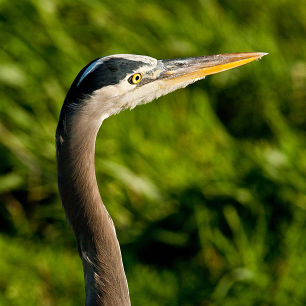 Blue Heron Close Up The Great Blue Heron (Ardea herodias) is a large wading bird common near open water and wetlands in North America, Central America, the Caribbean and the Galápagos Islands. It is the largest of the heron family native to North America. Blue herons are distinguished by slate-blue colored flight feathers, long legs and a long neck which is curved in flight. The face and head are white with black stripes. The long-pointed bill is a dull yellow. The great blue heron is found throughout most of North America from Alaska through Florida, Mexico, the Caribbean and South America. East of the Rocky Mountains herons are migratory and winter in the coastal areas of the Southern United States, Central America, or northern South America. Great blue herons thrive in almost any wetland habitat and rarely venture far from the water. The blue heron spends most of its waking hours hunting for food. The primary food in their diet is small fish. It is also known to feed opportunistically on other small prey such as shrimp, crabs, aquatic insects, rodents, small mammals, amphibians, reptiles, and birds. Herons hunt for their food and locate it by sight. Their long legs allow them to feed in deeper waters than other waders are able to. The common hunting technique is to wade slowly through the water and spear their prey with their long, sharp bill. They usually swallow their catch whole. The great blue heron breeds in colonies called rookeries, located close to lakes and wetlands. They build their large nests high up in the trees. This heron was photographed while hunting in Puget Sound at the Nisqually National Wildlife Refuge near Olympia, Washington State, USA. jeff goulden heron stock pictures, royalty-free photos & images