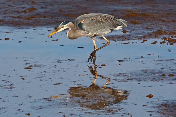 Blue Heron Feeding in the Mud The Great Blue Heron (Ardea herodias) is a large wading bird common near open water and wetlands in North America, Central America, the Caribbean and the Galápagos Islands. It is the largest of the heron family native to North America. Blue herons are distinguished by slate-blue colored flight feathers, long legs and a long neck which is curved in flight. The face and head are white with black stripes. The long-pointed bill is a dull yellow. The great blue heron is found throughout most of North America from Alaska through Florida, Mexico, the Caribbean and South America. East of the Rocky Mountains herons are migratory and winter in the coastal areas of the Southern United States, Central America, or northern South America. Great blue herons thrive in almost any wetland habitat and rarely venture far from the water. The blue heron spends most of its waking hours hunting for food. The primary food in their diet is small fish. It is also known to feed opportunistically on other small prey such as shrimp, crabs, aquatic insects, rodents, small mammals, amphibians, reptiles, and birds. Herons hunt for their food and locate it by sight. Their long legs allow them to feed in deeper waters than other waders are able to. The common hunting technique is to wade slowly through the water and spear their prey with their long, sharp bill. They usually swallow their catch whole. The great blue heron breeds in colonies called rookeries, located close to lakes and wetlands. They build their large nests high up in the trees. This heron was photographed while hunting in Puget Sound at the Nisqually National Wildlife Refuge near Olympia, Washington State, USA. jeff goulden national wildlife refuge stock pictures, royalty-free photos & images