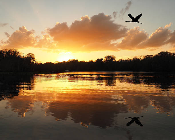 Blue Heron Flies Over River as the Sun Sets stock photo
