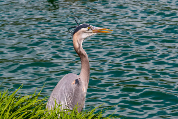 Blue Heron Hunting in the Grass The Great Blue Heron (Ardea herodias) is a large wading bird common near open water and wetlands in North America, Central America, the Caribbean and the Galápagos Islands. It is the largest of the heron family native to North America. Blue herons are distinguished by slate-blue colored flight feathers, long legs and a long neck which is curved in flight. The face and head are white with black stripes. The long-pointed bill is a dull yellow. The great blue heron is found throughout most of North America from Alaska through Florida, Mexico, the Caribbean and South America. East of the Rocky Mountains herons are migratory and winter in the coastal areas of the Southern United States, Central America, or northern South America. Great blue herons thrive in almost any wetland habitat and rarely venture far from the water. The blue heron spends most of its waking hours hunting for food. The primary food in their diet is small fish. It is also known to feed opportunistically on other small prey such as shrimp, crabs, aquatic insects, rodents, small mammals, amphibians, reptiles, and birds. Herons hunt for their food and locate it by sight. Their long legs allow them to feed in deeper waters than other waders are able to. The common hunting technique is to wade slowly through the water and spear their prey with their long, sharp bill. They usually swallow their catch whole. The great blue heron breeds in colonies called rookeries, located close to lakes and wetlands. They build their large nests high up in the trees. This heron was photographed while hunting in the grass by Walnut Canyon Lakes in Flagstaff, Arizona, USA. jeff goulden heron stock pictures, royalty-free photos & images