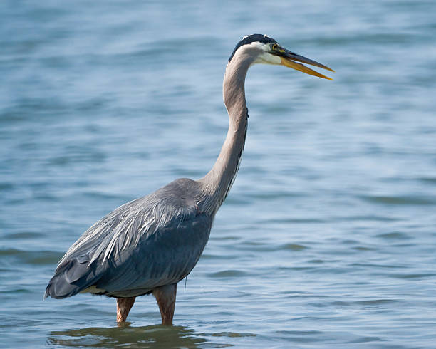 Blue Heron in the Water The Great Blue Heron (Ardea herodias) is a large wading bird common near open water and wetlands in North America, Central America, the Caribbean and the Galápagos Islands. It is the largest of the heron family native to North America. Blue herons are distinguished by slate-blue colored flight feathers, long legs and a long neck which is curved in flight. The face and head are white with black stripes. The long-pointed bill is a dull yellow. The great blue heron is found throughout most of North America from Alaska through Florida, Mexico, the Caribbean and South America. East of the Rocky Mountains herons are migratory and winter in the coastal areas of the Southern United States, Central America, or northern South America. Great blue herons thrive in almost any wetland habitat and rarely venture far from the water. The blue heron spends most of its waking hours hunting for food. The primary food in their diet is small fish. It is also known to feed opportunistically on other small prey such as shrimp, crabs, aquatic insects, rodents, small mammals, amphibians, reptiles, and birds. Herons hunt for their food and locate it by sight. Their long legs allow them to feed in deeper waters than other waders are able to. The common hunting technique is to wade slowly through the water and spear their prey with their long, sharp bill. They usually swallow their catch whole. The great blue heron breeds in colonies called rookeries, located close to lakes and wetlands. They build their large nests high up in the trees. This heron was photographed while hunting in Puget Sound at Dash Point State Park near Tacoma, Washington State, USA. jeff goulden puget sound stock pictures, royalty-free photos & images