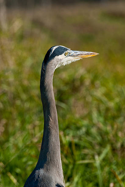 Blue Heron The Great Blue Heron (Ardea herodias) is a large wading bird common near open water and wetlands in North America, Central America, the Caribbean and the Galápagos Islands. It is the largest of the heron family native to North America. Blue herons are distinguished by slate-blue colored flight feathers, long legs and a long neck which is curved in flight. The face and head are white with black stripes. The long-pointed bill is a dull yellow. The great blue heron is found throughout most of North America from Alaska through Florida, Mexico, the Caribbean and South America. East of the Rocky Mountains herons are migratory and winter in the coastal areas of the Southern United States, Central America, or northern South America. Great blue herons thrive in almost any wetland habitat and rarely venture far from the water. The blue heron spends most of its waking hours hunting for food. The primary food in their diet is small fish. It is also known to feed opportunistically on other small prey such as shrimp, crabs, aquatic insects, rodents, small mammals, amphibians, reptiles, and birds. Herons hunt for their food and locate it by sight. Their long legs allow them to feed in deeper waters than other waders are able to. The common hunting technique is to wade slowly through the water and spear their prey with their long, sharp bill. They usually swallow their catch whole. The great blue heron breeds in colonies called rookeries, located close to lakes and wetlands. They build their large nests high up in the trees. This heron was photographed while hunting in Puget Sound at the Nisqually National Wildlife Refuge near Olympia, Washington State, USA. jeff goulden heron stock pictures, royalty-free photos & images