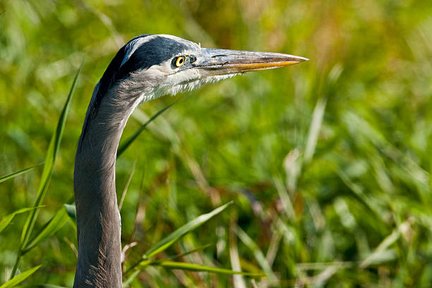 Blue Heron The Great Blue Heron (Ardea herodias) is a large wading bird common near open water and wetlands in North America, Central America, the Caribbean and the Galápagos Islands. It is the largest of the heron family native to North America. Blue herons are distinguished by slate-blue colored flight feathers, long legs and a long neck which is curved in flight. The face and head are white with black stripes. The long-pointed bill is a dull yellow. The great blue heron is found throughout most of North America from Alaska through Florida, Mexico, the Caribbean and South America. East of the Rocky Mountains herons are migratory and winter in the coastal areas of the Southern United States, Central America, or northern South America. Great blue herons thrive in almost any wetland habitat and rarely venture far from the water. The blue heron spends most of its waking hours hunting for food. The primary food in their diet is small fish. It is also known to feed opportunistically on other small prey such as shrimp, crabs, aquatic insects, rodents, small mammals, amphibians, reptiles, and birds. Herons hunt for their food and locate it by sight. Their long legs allow them to feed in deeper waters than other waders are able to. The common hunting technique is to wade slowly through the water and spear their prey with their long, sharp bill. They usually swallow their catch whole. The great blue heron breeds in colonies called rookeries, located close to lakes and wetlands. They build their large nests high up in the trees. This heron was photographed while hunting in Puget Sound at the Nisqually National Wildlife Refuge near Olympia, Washington State, USA. jeff goulden heron stock pictures, royalty-free photos & images