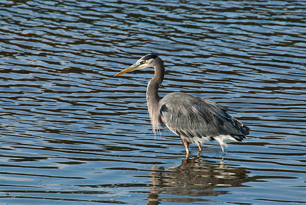 Blue Heron Standing in the Creek The Great Blue Heron (Ardea herodias) is a large wading bird common near open water and wetlands in North America, Central America, the Caribbean and the Galápagos Islands. It is the largest of the heron family native to North America. Blue herons are distinguished by slate-blue colored flight feathers, long legs and a long neck which is curved in flight. The face and head are white with black stripes. The long-pointed bill is a dull yellow. The great blue heron is found throughout most of North America from Alaska through Florida, Mexico, the Caribbean and South America. East of the Rocky Mountains herons are migratory and winter in the coastal areas of the Southern United States, Central America, or northern South America. Great blue herons thrive in almost any wetland habitat and rarely venture far from the water. The blue heron spends most of its waking hours hunting for food. The primary food in their diet is small fish. It is also known to feed opportunistically on other small prey such as shrimp, crabs, aquatic insects, rodents, small mammals, amphibians, reptiles, and birds. Herons hunt for their food and locate it by sight. Their long legs allow them to feed in deeper waters than other waders are able to. The common hunting technique is to wade slowly through the water and spear their prey with their long, sharp bill. They usually swallow their catch whole. The great blue heron breeds in colonies called rookeries, located close to lakes and wetlands. They build their large nests high up in the trees. This heron was photographed while hunting in Puget Sound at the Nisqually National Wildlife Refuge near Olympia, Washington State, USA. jeff goulden heron stock pictures, royalty-free photos & images