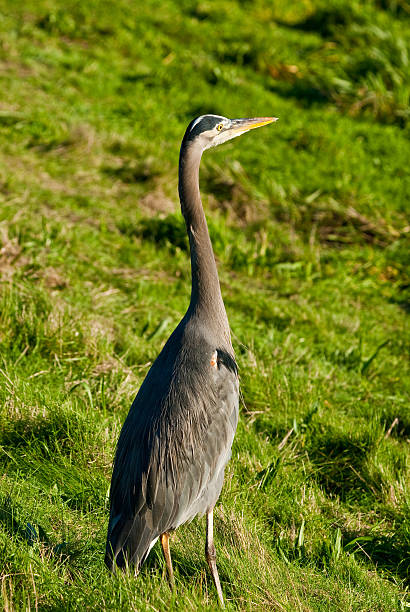 Blue Heron Standing in the Grass The Great Blue Heron (Ardea herodias) is a large wading bird common near open water and wetlands in North America, Central America, the Caribbean and the Galápagos Islands. It is the largest of the heron family native to North America. Blue herons are distinguished by slate-blue colored flight feathers, long legs and a long neck which is curved in flight. The face and head are white with black stripes. The long-pointed bill is a dull yellow. The great blue heron is found throughout most of North America from Alaska through Florida, Mexico, the Caribbean and South America. East of the Rocky Mountains herons are migratory and winter in the coastal areas of the Southern United States, Central America, or northern South America. Great blue herons thrive in almost any wetland habitat and rarely venture far from the water. The blue heron spends most of its waking hours hunting for food. The primary food in their diet is small fish. It is also known to feed opportunistically on other small prey such as shrimp, crabs, aquatic insects, rodents, small mammals, amphibians, reptiles, and birds. Herons hunt for their food and locate it by sight. Their long legs allow them to feed in deeper waters than other waders are able to. The common hunting technique is to wade slowly through the water and spear their prey with their long, sharp bill. They usually swallow their catch whole. The great blue heron breeds in colonies called rookeries, located close to lakes and wetlands. They build their large nests high up in the trees. This heron was photographed while hunting in Puget Sound at the Nisqually National Wildlife Refuge near Olympia, Washington State, USA. jeff goulden heron stock pictures, royalty-free photos & images