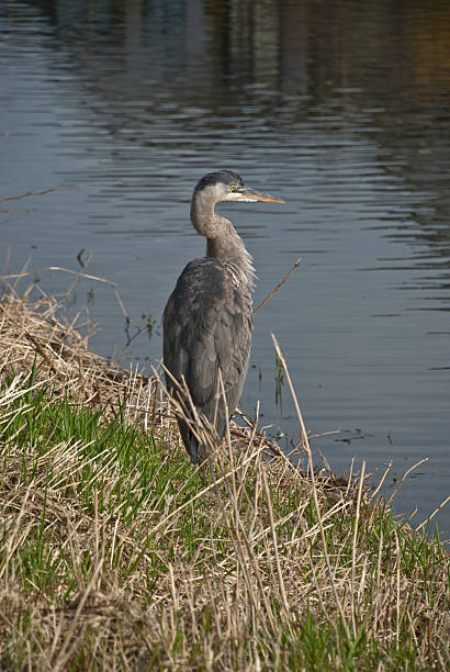 Blue Heron Standing on a Grassy Bank The Great Blue Heron (Ardea herodias) is a large wading bird common near open water and wetlands in North America, Central America, the Caribbean and the Galápagos Islands. It is the largest of the heron family native to North America. Blue herons are distinguished by slate-blue colored flight feathers, long legs and a long neck which is curved in flight. The face and head are white with black stripes. The long-pointed bill is a dull yellow. The great blue heron is found throughout most of North America from Alaska through Florida, Mexico, the Caribbean and South America. East of the Rocky Mountains herons are migratory and winter in the coastal areas of the Southern United States, Central America, or northern South America. Great blue herons thrive in almost any wetland habitat and rarely venture far from the water. The blue heron spends most of its waking hours hunting for food. The primary food in their diet is small fish. It is also known to feed opportunistically on other small prey such as shrimp, crabs, aquatic insects, rodents, small mammals, amphibians, reptiles, and birds. Herons hunt for their food and locate it by sight. Their long legs allow them to feed in deeper waters than other waders are able to. The common hunting technique is to wade slowly through the water and spear their prey with their long, sharp bill. They usually swallow their catch whole. The great blue heron breeds in colonies called rookeries, located close to lakes and wetlands. They build their large nests high up in the trees. This heron was photographed while hunting in a salt marsh next to the dike in Richmond, British Columbia, Canada. jeff goulden heron stock pictures, royalty-free photos & images