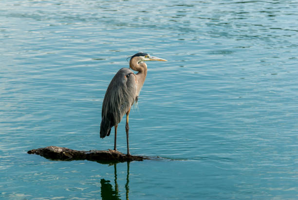 Blue Heron Standing on a Rock stock photo