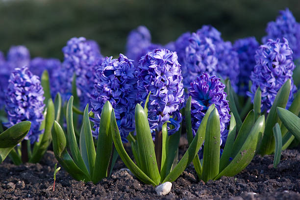 Blue hyacinth stock photo