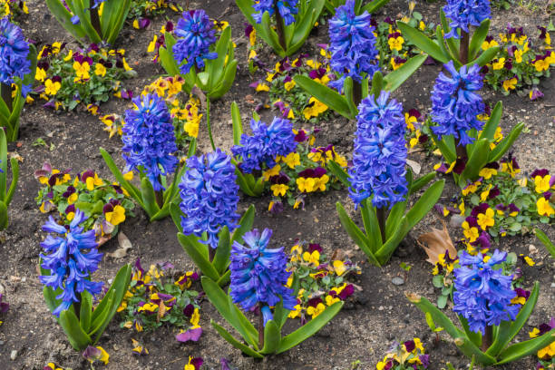 blå hyacinter mellan tvåfärgade pansies - red hyacinth bildbanksfoton och bilder