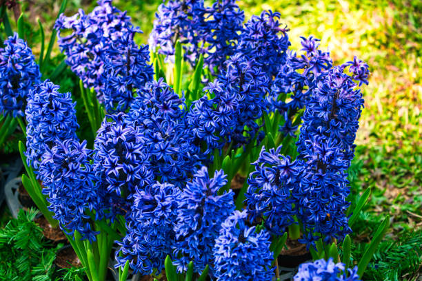 blå hyacinthus orientalis i trädgården. holländska eller trädgård hyacint, blå blomma. - red hyacinth bildbanksfoton och bilder