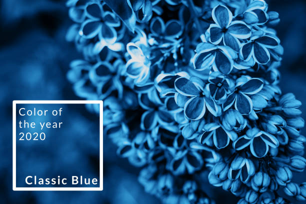 blå hortensia blomma - palettblad bildbanksfoton och bilder