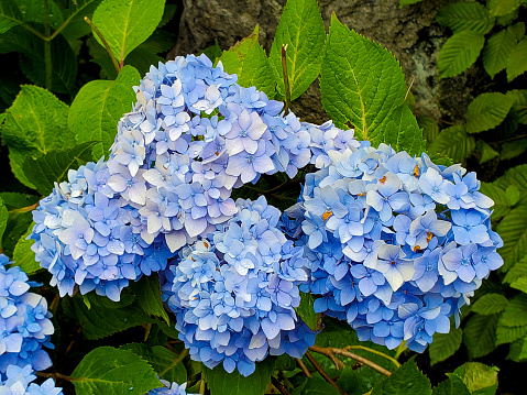 Close up of blue hydrangea blossoms in a summer garden