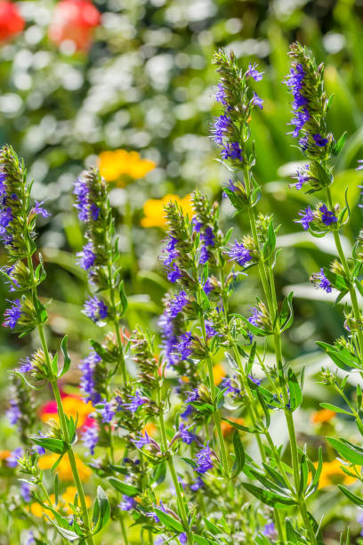 Blue hyssop flowers on a flowerbed in a backlight, close-up stock photo
