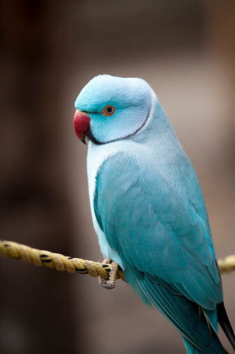 Blue Indian Ringneck Parrot Stock Photo - Download Image Now - iStock