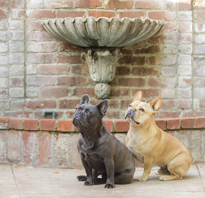 Blue Isabella and Red Tan Male Frenchies Looking Up next to a Classical Wall Fountain.