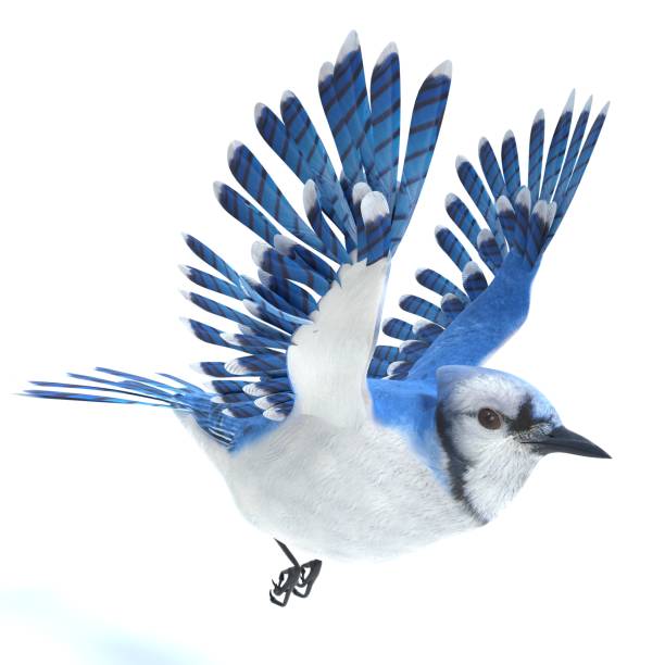 4 9 Blue Jay Stock Photos Pictures Royalty Free Images Istock