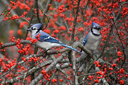 Blue jays in bush surrounded by red berries