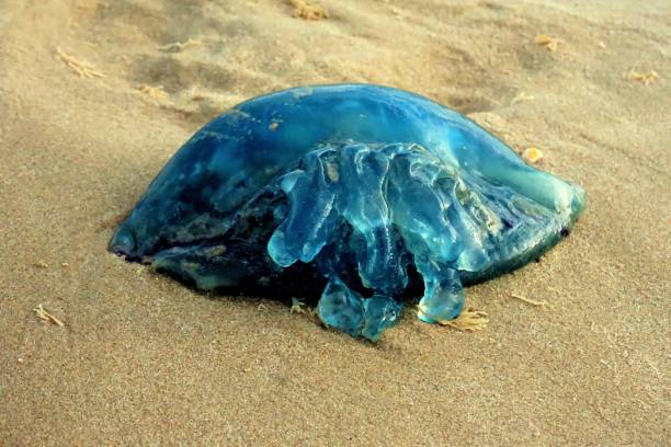 Blue jellyfish on the beach stock photo
