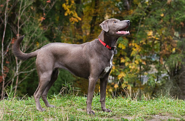 Blue Lacy stock photo