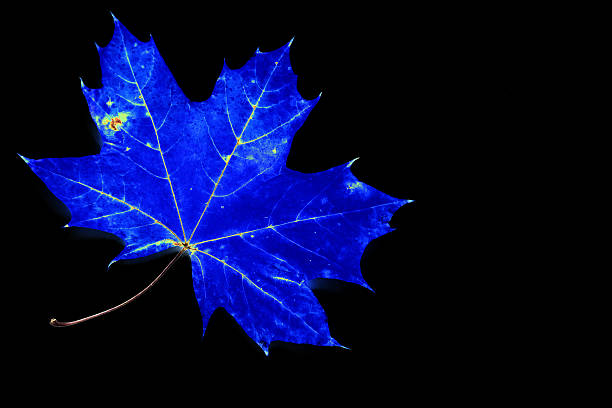 Blue leaf Blue leaf isolated on black background, Illustration plant xray stock pictures, royalty-free photos & images