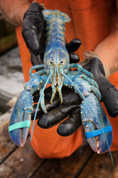 Blue lobster stock photo