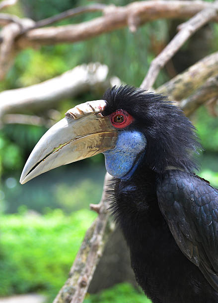 Blue male Wreathed Hornbill, Bali, Indonesia stock photo