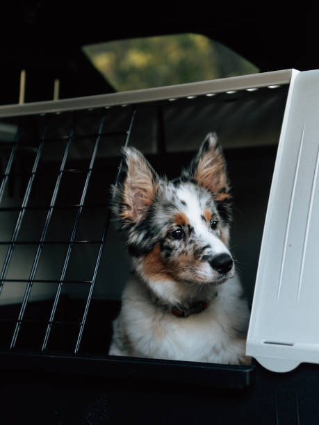 Blue merle Border Collie dog in dog box. Dog transport. stock photo