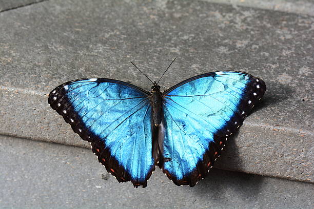 Royalty Free Blue Butterfly Pictures, Images and Stock Photos - iStock