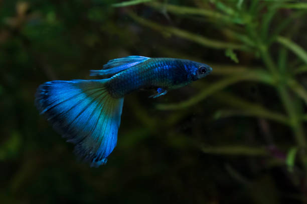 Blue Moscow Guppy Blue Moscow Guppy (Poecilia reticulata var. “Blue Moscow”) guppy tail stock pictures, royalty-free photos & images