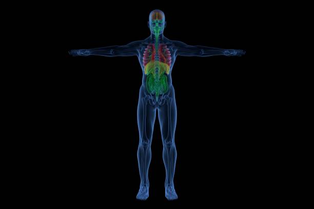 Blue neon outline of the human body Blue neon outline of the male human body with sceleton and internal organ xray nature stock pictures, royalty-free photos & images