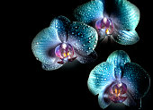 istock Blue Orchid flowers with drops close-up on a black background 1286020543