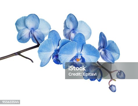istock Blue orchid on white background 955633544