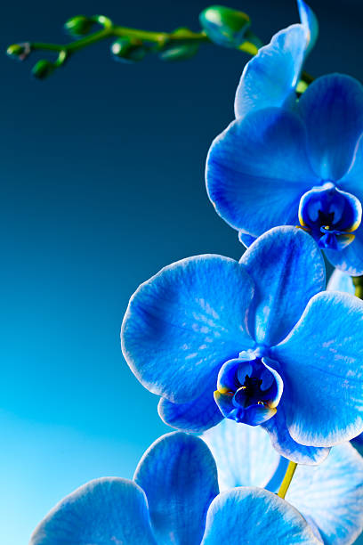 Blue  orchids stock photo