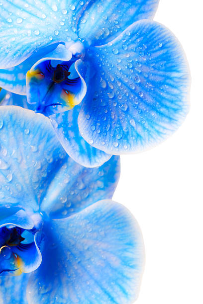 Blue  orchids stock photo