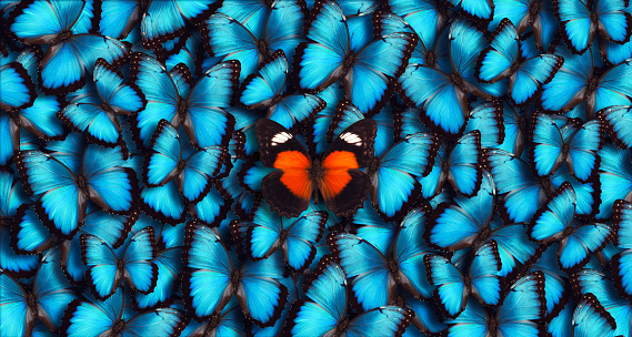 Large group of blue morpho butterflies (Morpho peleides) as a background with one orange butterfly in the foreground. 