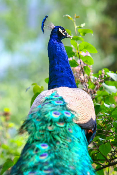 blauwe pauw - peacock back stockfoto's en -beelden