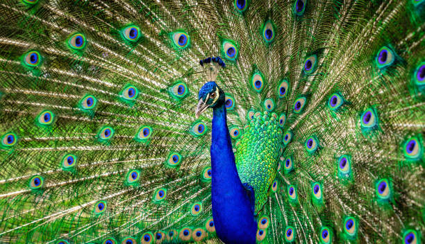 Blue Peacock stock photo