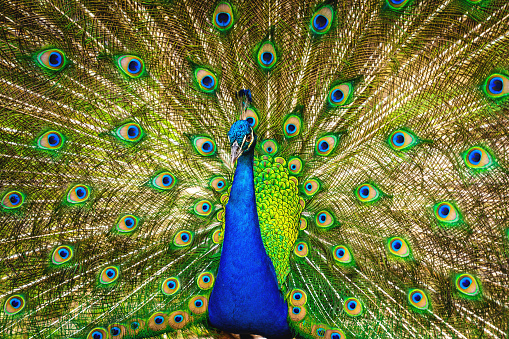 Male blue peacock  displaying with its tail