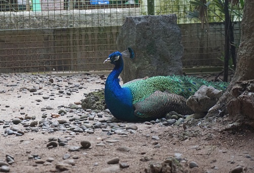 Blue peacock or native Indian peacock sitting near a cage